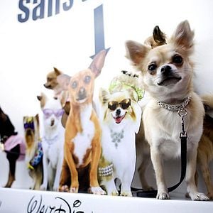 Foto Un chihuahua en Beverly Hills