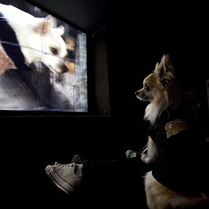 Foto Un chihuahua en Beverly Hills