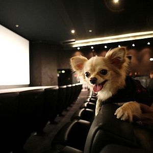 Foto Un chihuahua en Beverly Hills