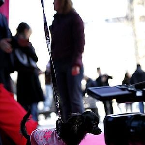 Foto Un chihuahua en Beverly Hills