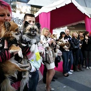 Foto Un chihuahua en Beverly Hills