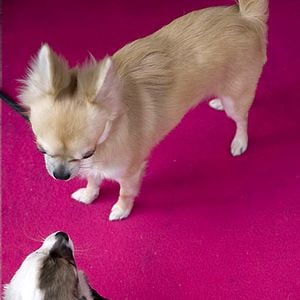 Foto Un chihuahua en Beverly Hills