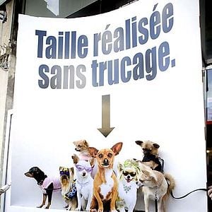 Foto Un chihuahua en Beverly Hills