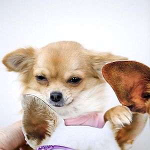 Foto Un chihuahua en Beverly Hills