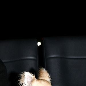 Foto Un chihuahua en Beverly Hills