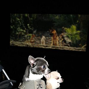 Foto Un chihuahua en Beverly Hills