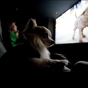 Foto Un chihuahua en Beverly Hills