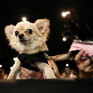 Foto Un chihuahua en Beverly Hills