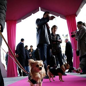 Foto Un chihuahua en Beverly Hills