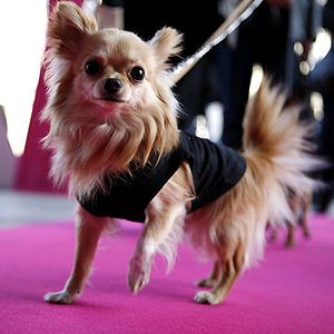 Foto Un chihuahua en Beverly Hills