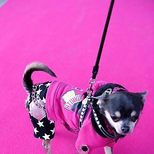 Foto Un chihuahua en Beverly Hills
