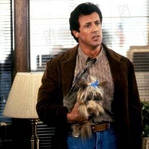 Foto Sylvester Stallone