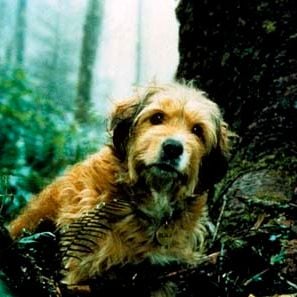 Foto Cuatro cachorros para salvar