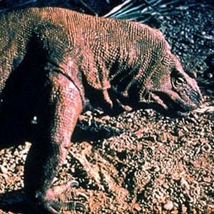 Foto Michael Lantieri