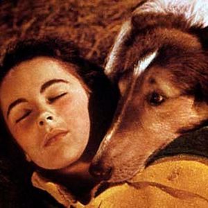 Foto El coraje de Lassie