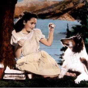 Foto El coraje de Lassie