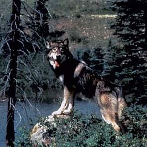 Foto Vuelve Colmillo Blanco