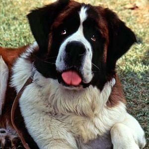 Foto Beethoven: Uno más de la familia