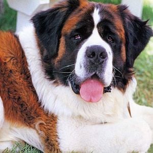 Foto Beethoven: Uno más de la familia