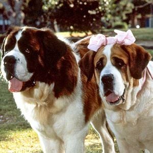 Foto Beethoven: Uno más de la familia