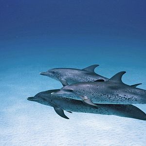 Foto Jean-Jacques Mantello