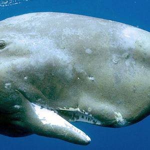 Foto Jean-Jacques Mantello