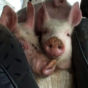 Foto Yvette bon Dieu !