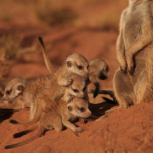 Foto The Meerkats