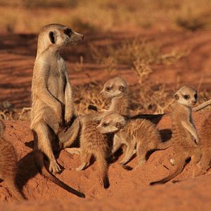 Foto The Meerkats