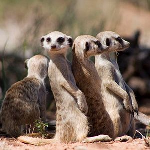 Foto The Meerkats