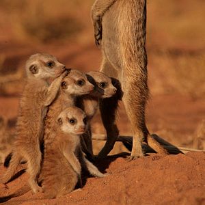 Foto The Meerkats