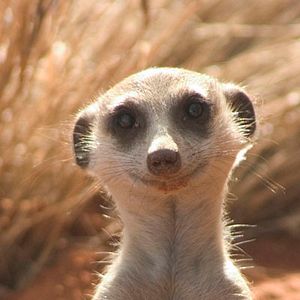 Foto The Meerkats
