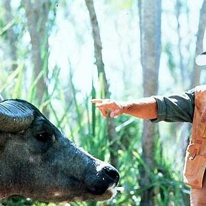 Foto Cocodrilo Dundee