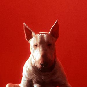 Foto Jérôme Boivin