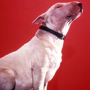 Foto Jérôme Boivin