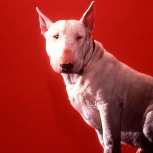 Foto Jérôme Boivin