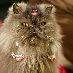 Foto Mi gato Angus, mi primer morreo y el plasta de mi padre