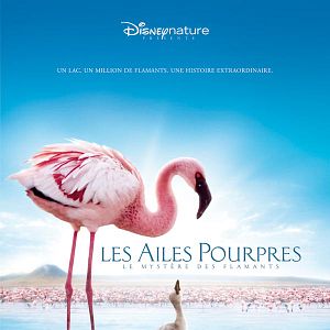 Foto Disneynature. Crimson Wing