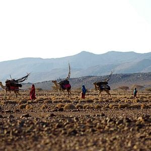 Foto Flor del desierto