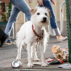 Foto Hotel para perros