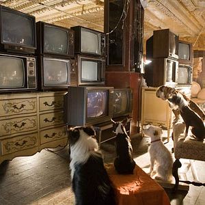 Foto Hotel para perros