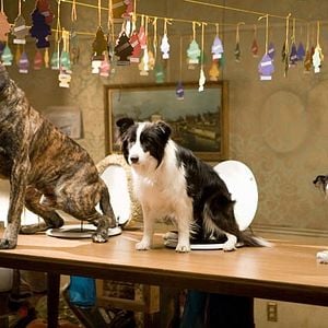 Foto Hotel para perros