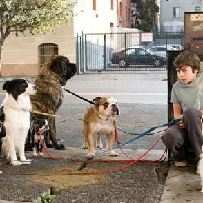 Foto Hotel para perros