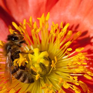 Foto Disneynature: Wings of Life