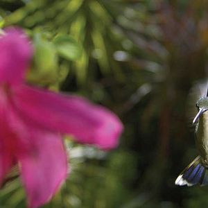 Foto Disneynature: Wings of Life