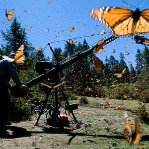 Foto Disneynature: Wings of Life