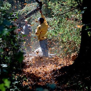 Foto Disneynature: Wings of Life