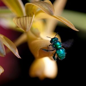 Foto Disneynature: Wings of Life