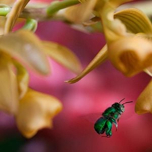 Foto Disneynature: Wings of Life