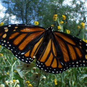 Foto Disneynature: Wings of Life